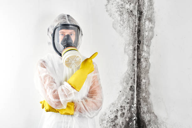 Best Black Mold Removal  in Sneads, FL