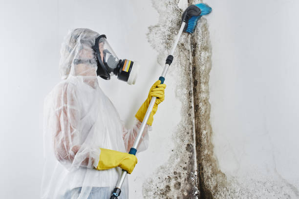 Best Commercial Mold Inspection  in Sneads, FL